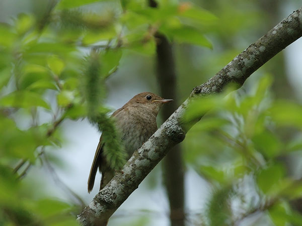 Satakieli, Thrush Nightingale, Luscinia luscinia